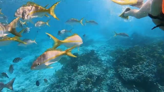 Cuba : Snorkeltur ved Cayo Coco смотреть онлайн