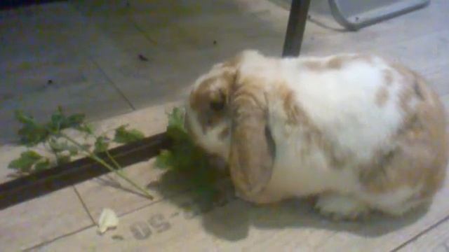 маленькая корова смотреть онлайн