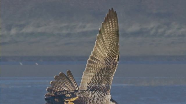 BTO Bird ID - Peregrines смотреть онлайн