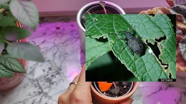 Кто грызёт #ест листья у фиалки? Что таит в себе покупной грунт?