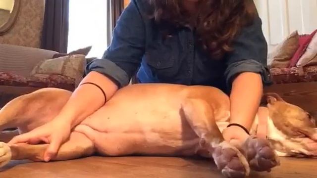 How to trim fearful/aggressive dog's nails #dogtraiming #balanced training #rehabilitation 🐕🐶❤️... смотреть онлайн