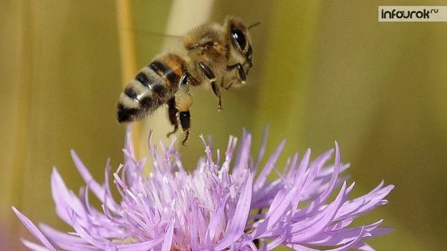 Насекомые ¦ Дошкольники ¦ Окружающий мир #15 ¦ Инфоурок смотреть онлайн