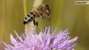 Насекомые ¦ Дошкольники ¦ Окружающий мир #15 ¦ Инфоурок