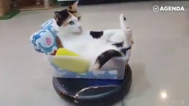 Обожаю котов! смотреть онлайн