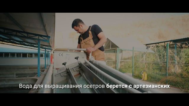 История компании Golden Fish - первая форелевая и осетровая ферма в Узбекистане
