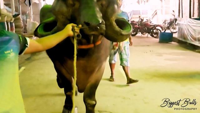 Bull of Jafarabadi breed | The largest breed of water buffalo смотреть онлайн