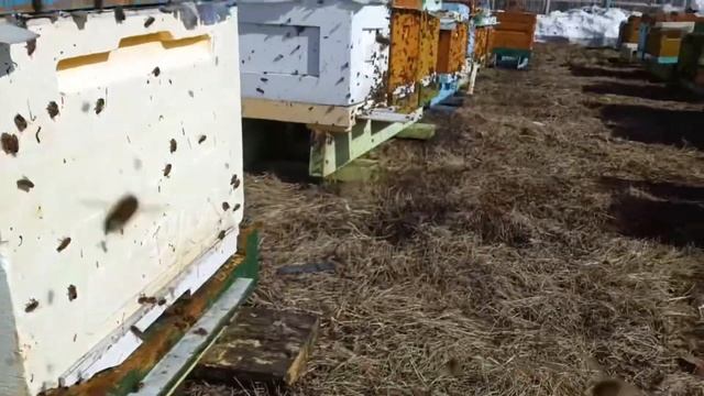 Весенняя стимуляция пчелы Бакфаст в Сибири смотреть онлайн