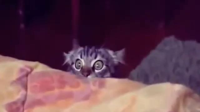 Приколы с кошками коты прыгуны!! смотреть онлайн