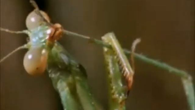 Harika Mantis böcekleri! смотреть онлайн