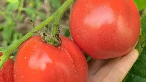 КАКОЙ СОРТ ТОМАТОВ САМЫЙ ЛУЧШИЙ? 3 самых надежных сорта томатов для теплицы и открытого грунта