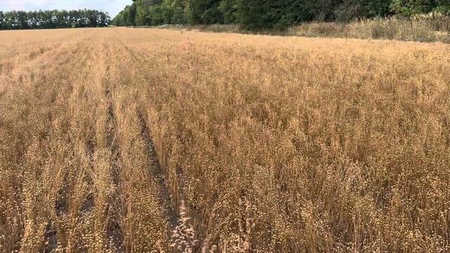 Лён 2024. К уборке готов! смотреть онлайн