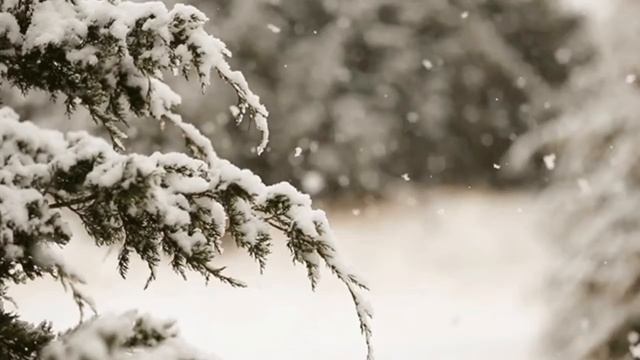 Еловая ветка в снегу. смотреть онлайн