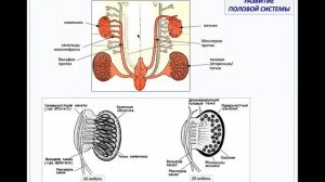 Лекция 9. Мужская и женская половые системы. Общий план строения | Глинкина В.В.