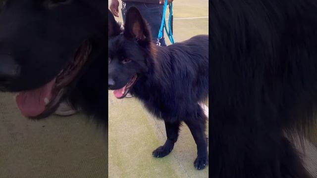 #black #dogs #germanshepherddog смотреть онлайн