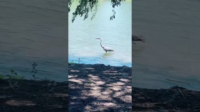 White stork смотреть онлайн