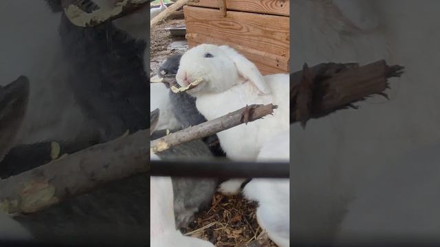 Вкусные ветки для голубоглазых кроликов смотреть онлайн