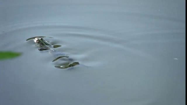пруд в д.Хардиково, Орловской обл. смотреть онлайн