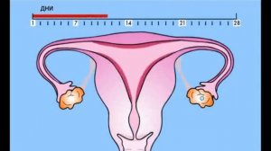 Менструальный цикл