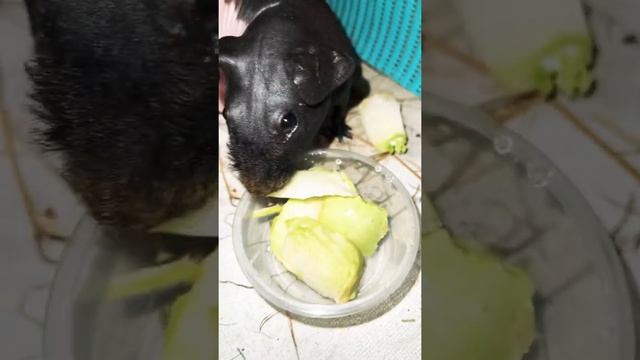 Ням ням морские свинки ужин Guinea pig смотреть онлайн