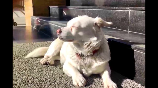 Собака по кличке Бончук 6 дней ждала у входа в больницу своего хозяина смотреть онлайн