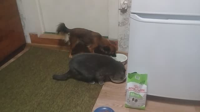 На пенсии в деревне: Приготовила завтрак лаваш с яйцом. События дня смотреть онлайн