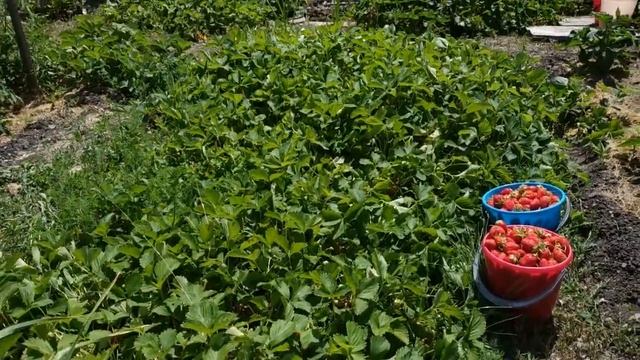 Огромный урожай клубники. Моя агротехника выращивания. смотреть онлайн