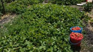 Огромный урожай клубники. Моя агротехника выращивания.