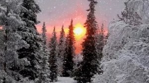 Закат в лесу. Новогодний футаж. Зимний футаж. Красивый футаж для видео.