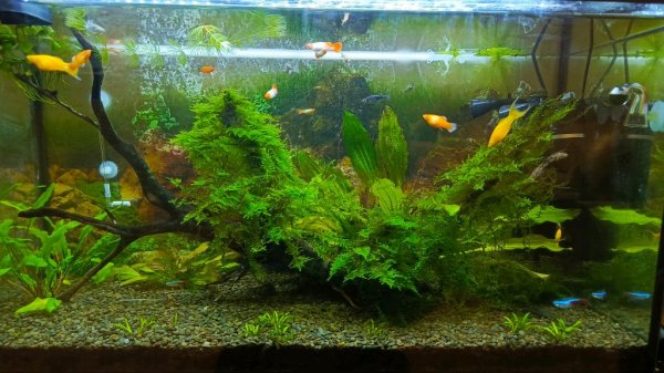 Домашний аквариум