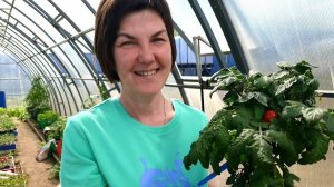 #6 Высаживаем томаты в теплицу. Заряжаем грядки на весь сезон. Что положить в лунку? 01.05.24