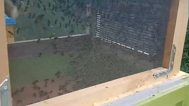 Маточка Бакфаст сеет в нуке смотреть онлайн