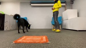 Как приучить собаку к месту?