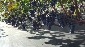 Виноград Каберне Мичуринский Урожайность 2024г. На 16.09 Br 21  Кусту 3й год.