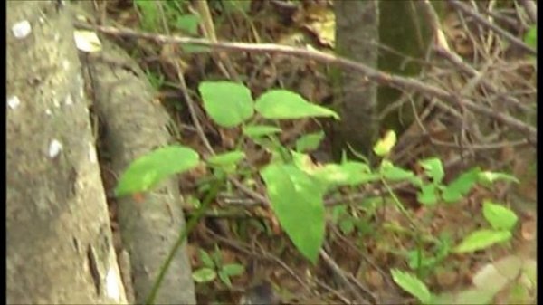 ШОК!!! КАРАУЛИЛ МЕДВЕДЯ , А ВЫШЕЛ ... | НАЕДИНЕ С ПРИРОДОЙ