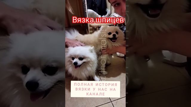Вязка собак шпицев померанских. Как всё проходит? #видеоссобаками #шпиц #вязка смотреть онлайн