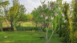 Сирень Сенсация и Красавица Москвы. Всё о сирени.