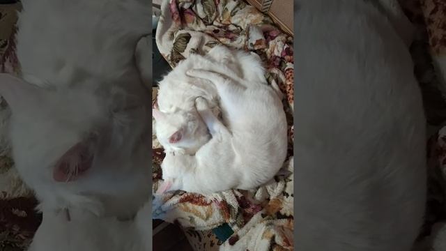 Котята отдыхают. Котята Бакс и Буся отдыхают. Дневной сон котят. The kittens are resting. смотреть онлайн