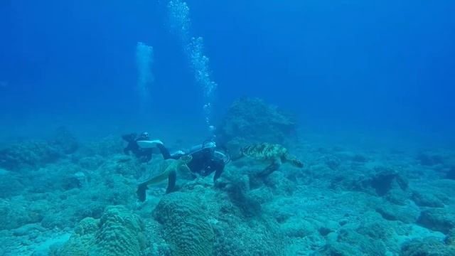 dolphin, turtle and relaxing music video смотреть онлайн