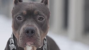 Американский булли  XL🔥
Продаются.