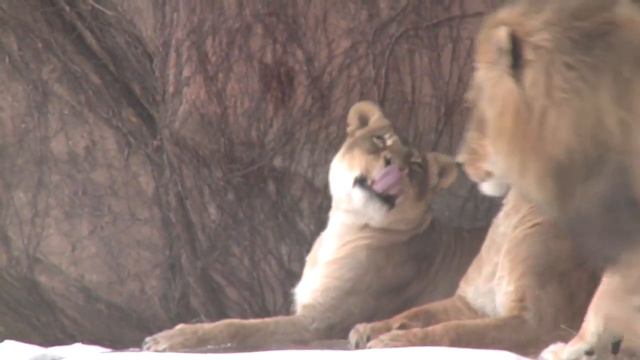 Winter at Lincoln Park Zoo смотреть онлайн
