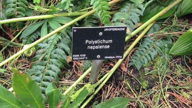 I Knew You Were Trouble: Edinburgh Royal Botanic Gardens смотреть онлайн