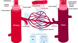 Сазонов С.В. 15. Капилляры, артериолы, венулы