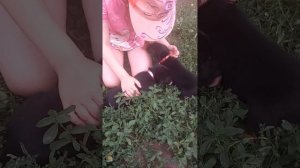 Щенки на продажу. Австралийский келпи - собаки пастушки.