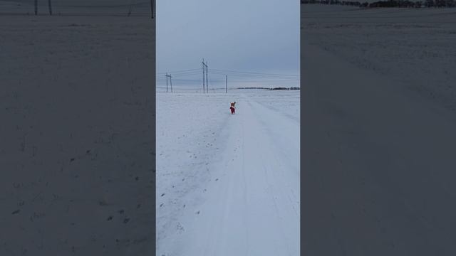 Левретки. Питомник Зимние прогулки босиком. смотреть онлайн