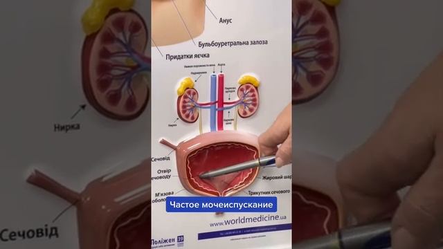Анатомия. Мочевой пузырь. Учащённое мочеиспускание￼ смотреть онлайн