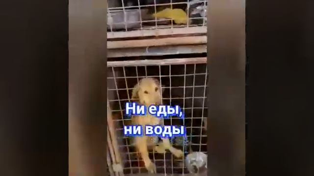 Помогите Астрахань!!! Адвокат уже работает!!! Ссылки в комментариях!! смотреть онлайн