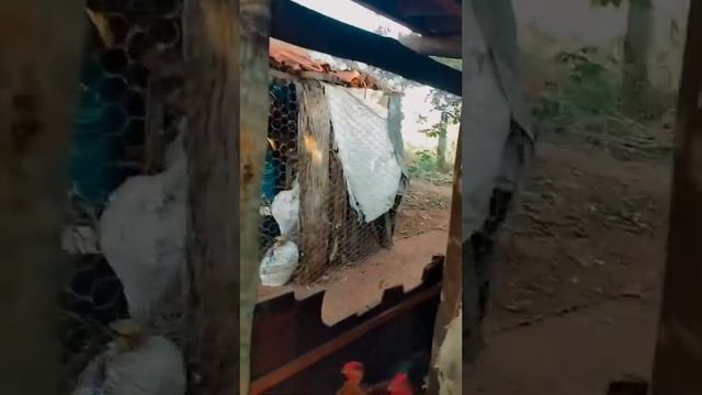 Rotina na fazenda vida simples смотреть онлайн