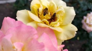 Кровавые цветы | Объявлена Дата ФИНАЛА 2 Сезона