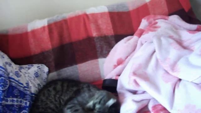 Возвращение Суриката смотреть онлайн