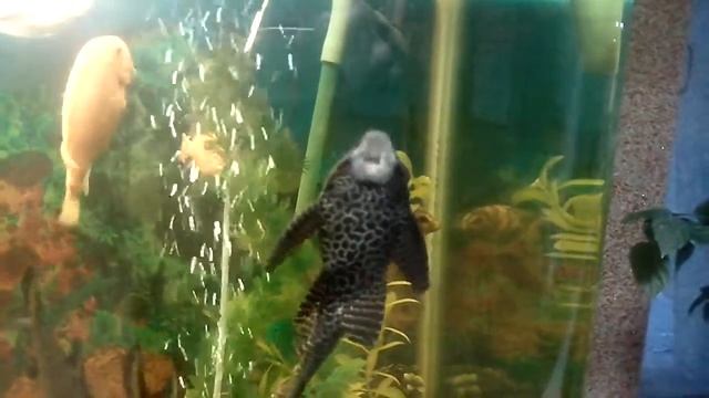 Вкусное стекло смотреть онлайн